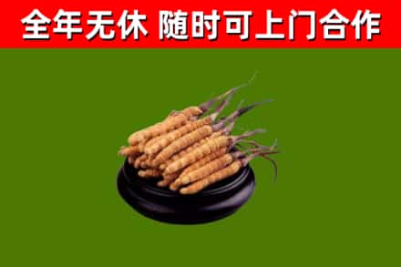印江回收冬虫夏草