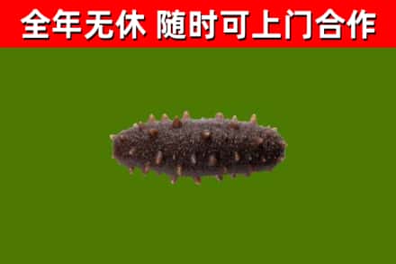 印江回收海参干
